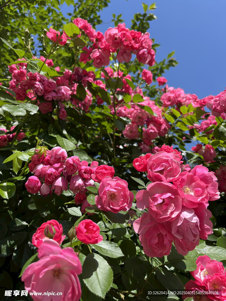 月季花