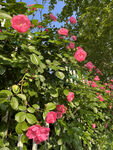 月季花