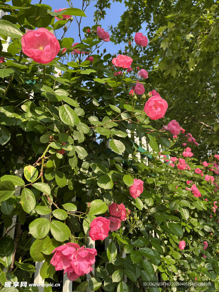 月季花