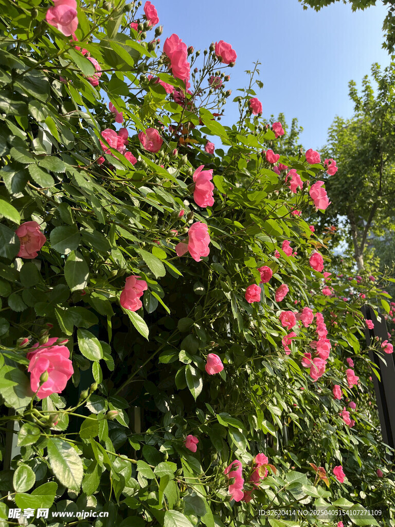 月季花