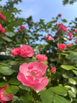 月季花
