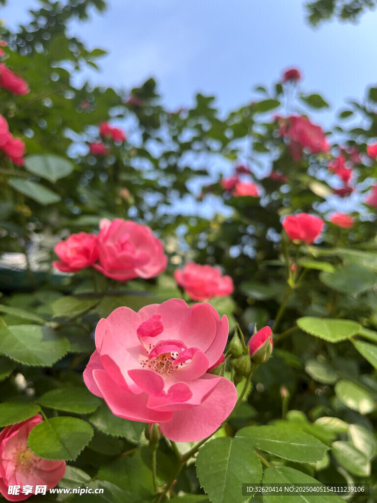 月季花