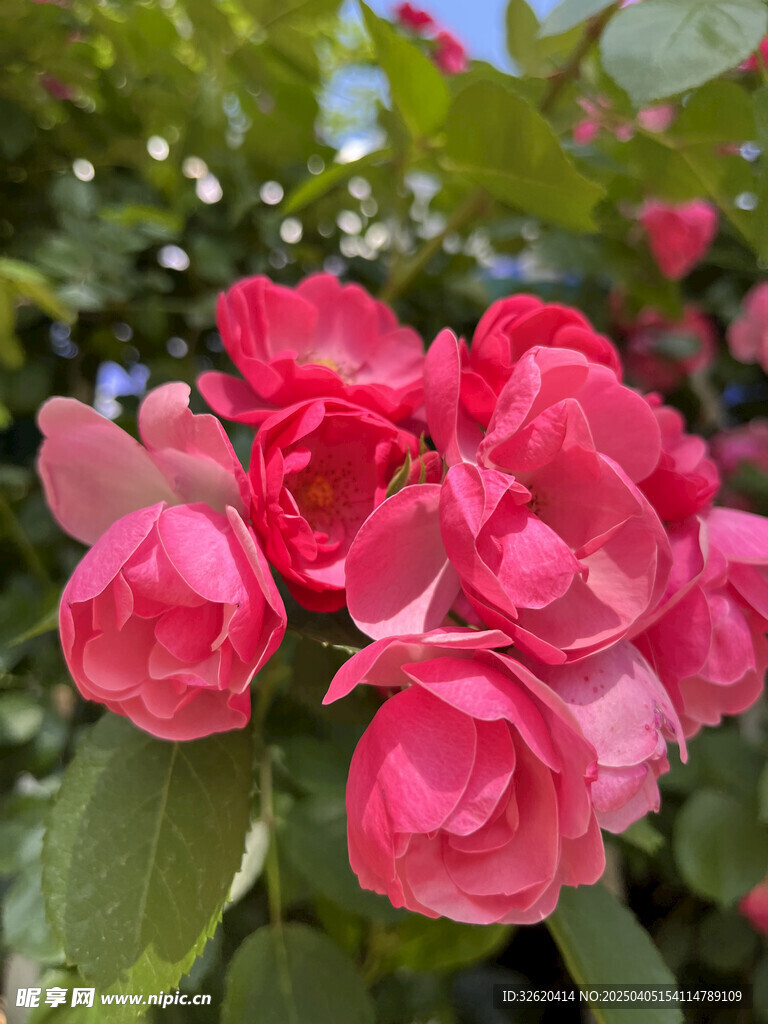 月季花