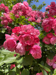 月季花