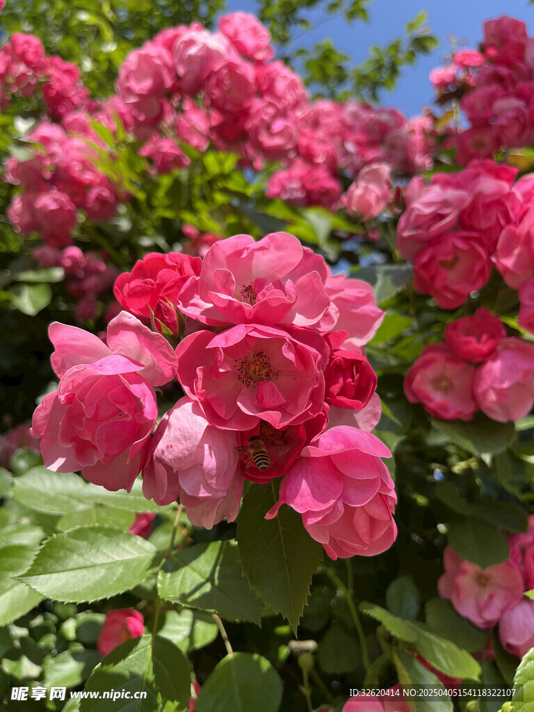 月季花