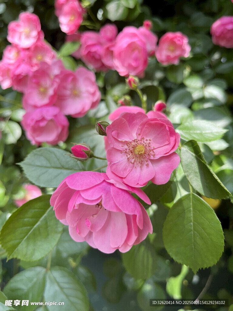 月季花