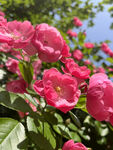 月季花