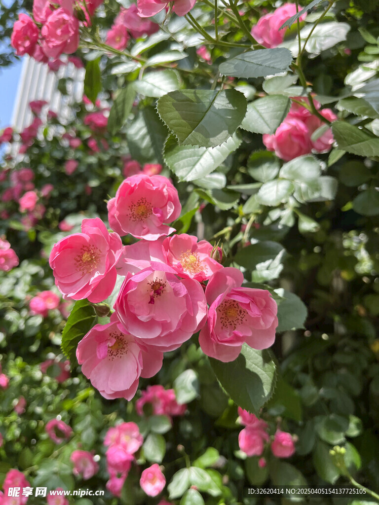 月季花