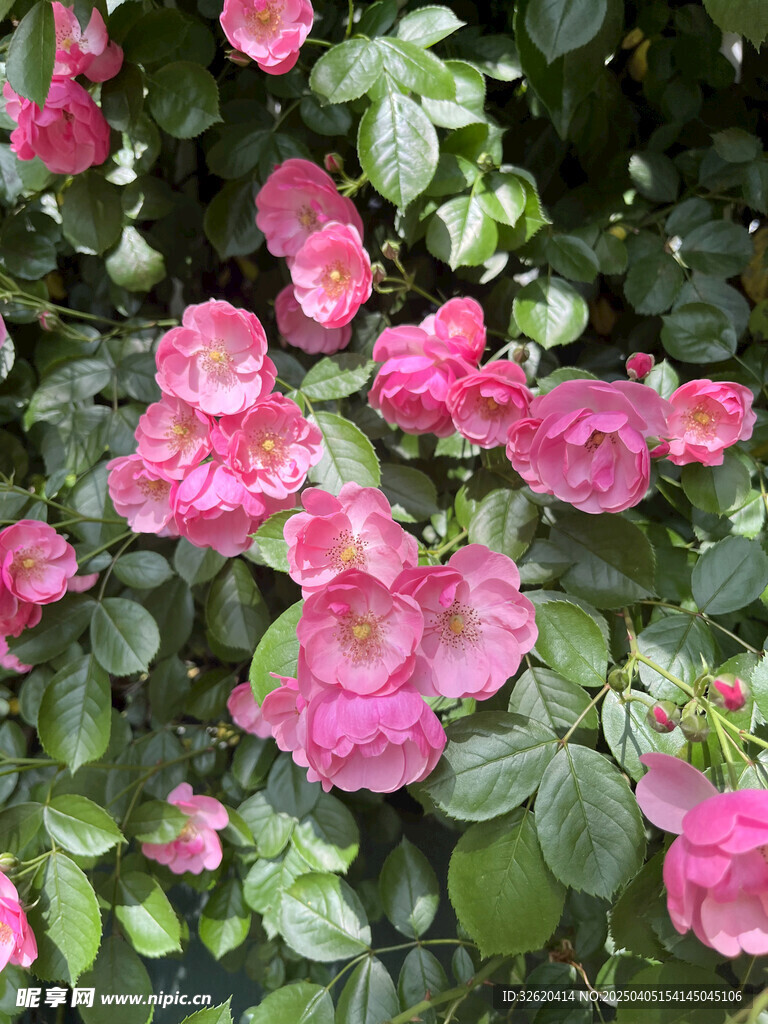 月季花
