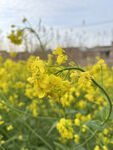 油菜花