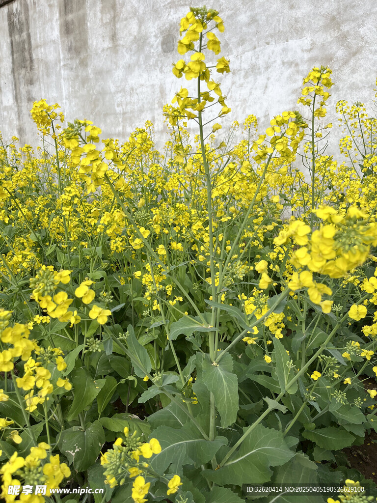 油菜花