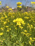 油菜花