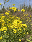 油菜花