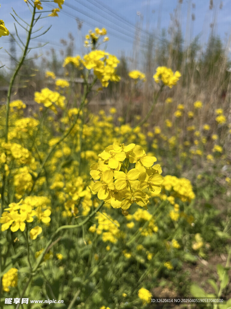 油菜花