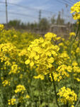 油菜花