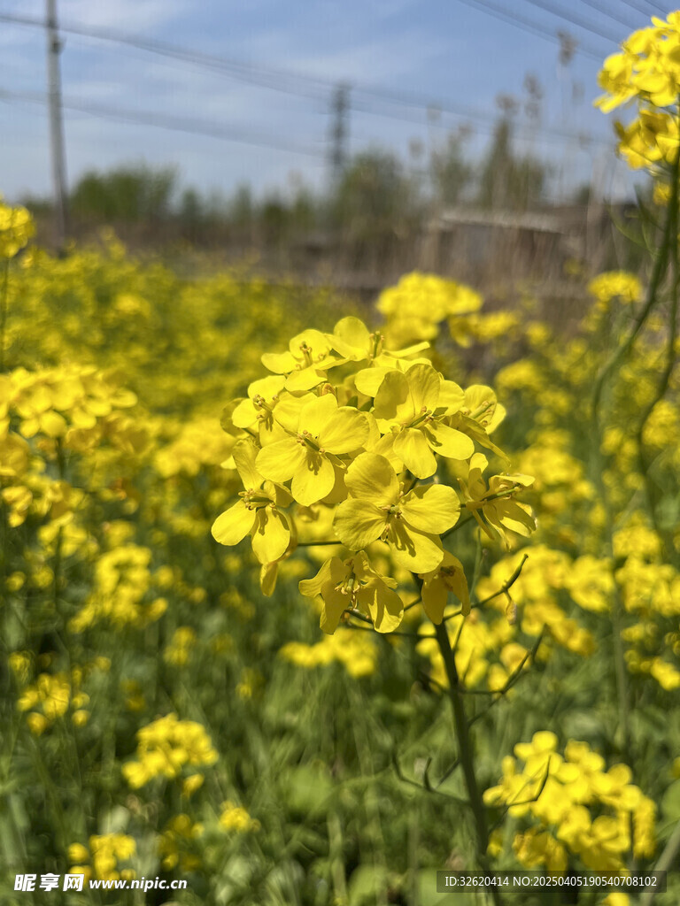 油菜花