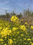 油菜花