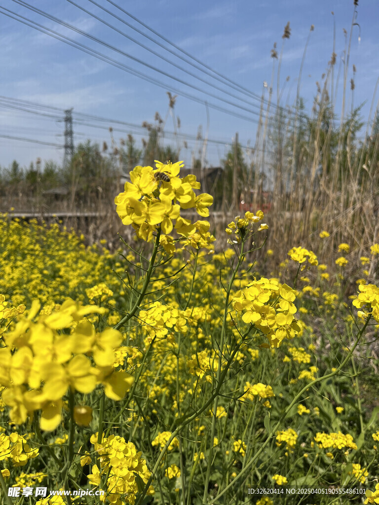 油菜花