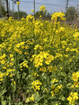油菜花