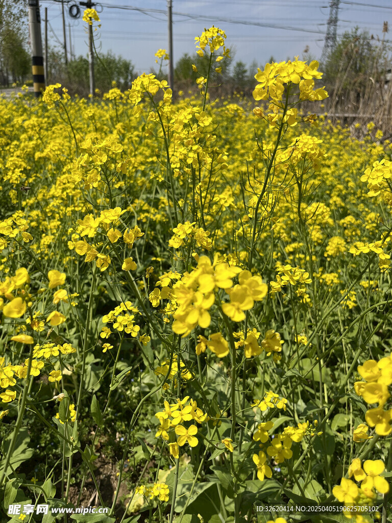 油菜花