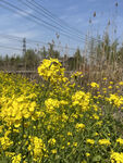 油菜花