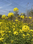 油菜花