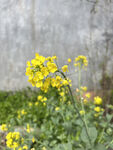 油菜花