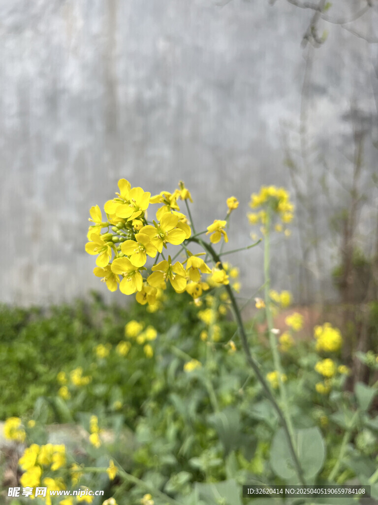 油菜花