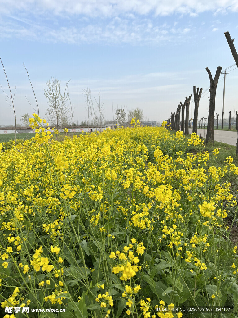 油菜花
