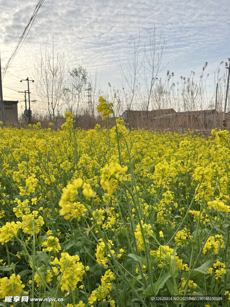 油菜花