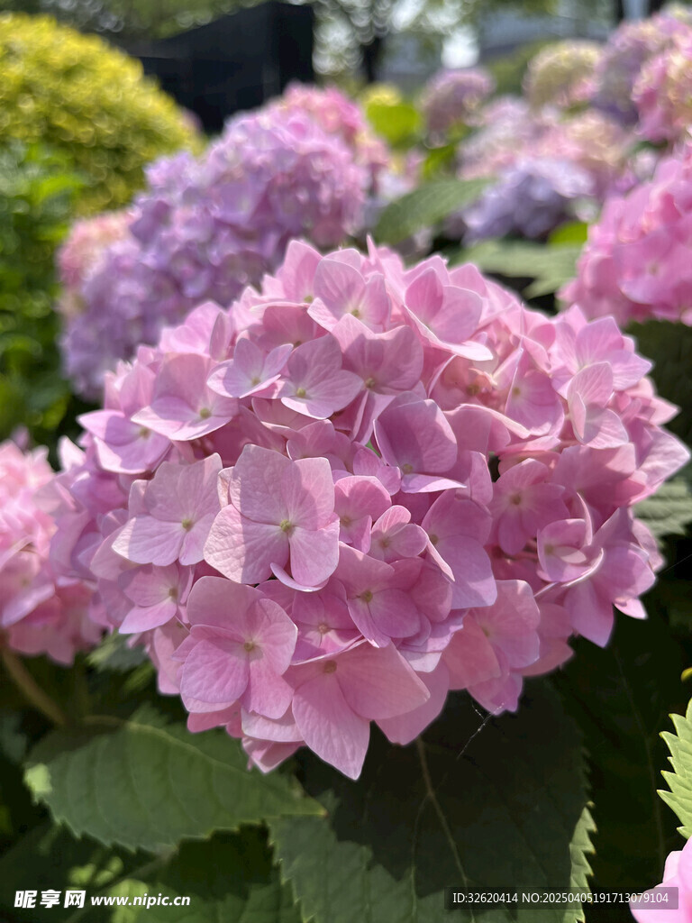 绣球花 