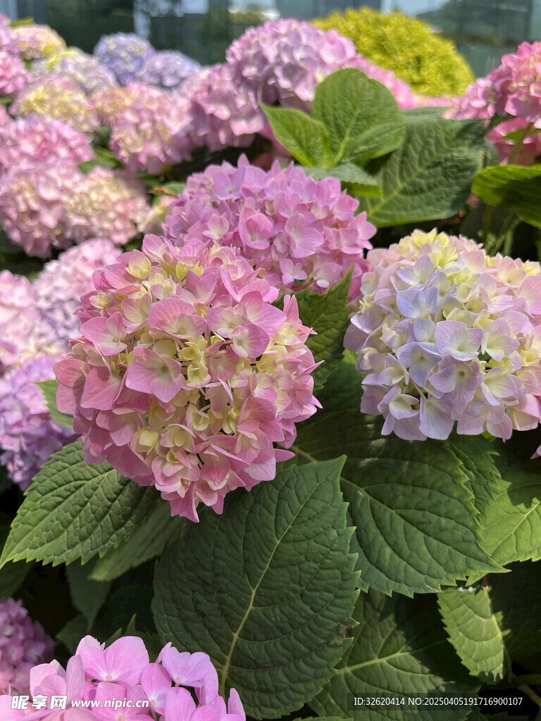 绣球花 