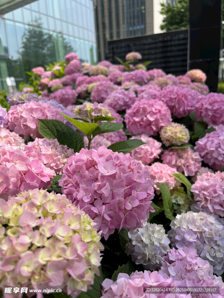 绣球花 