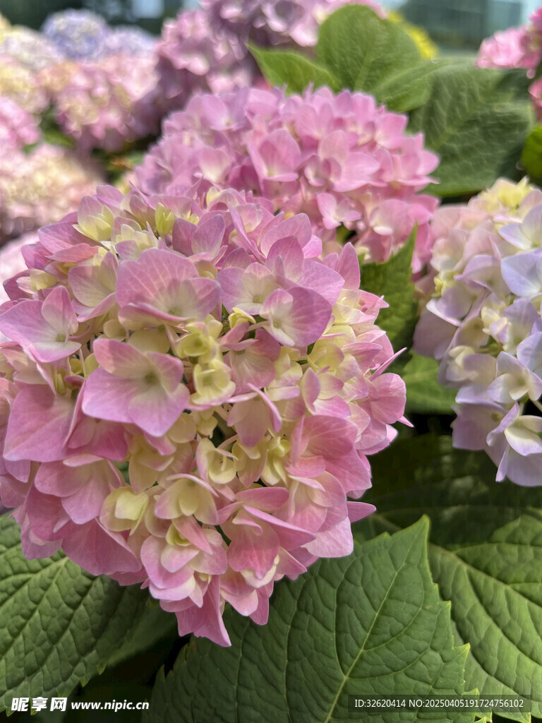 绣球花 