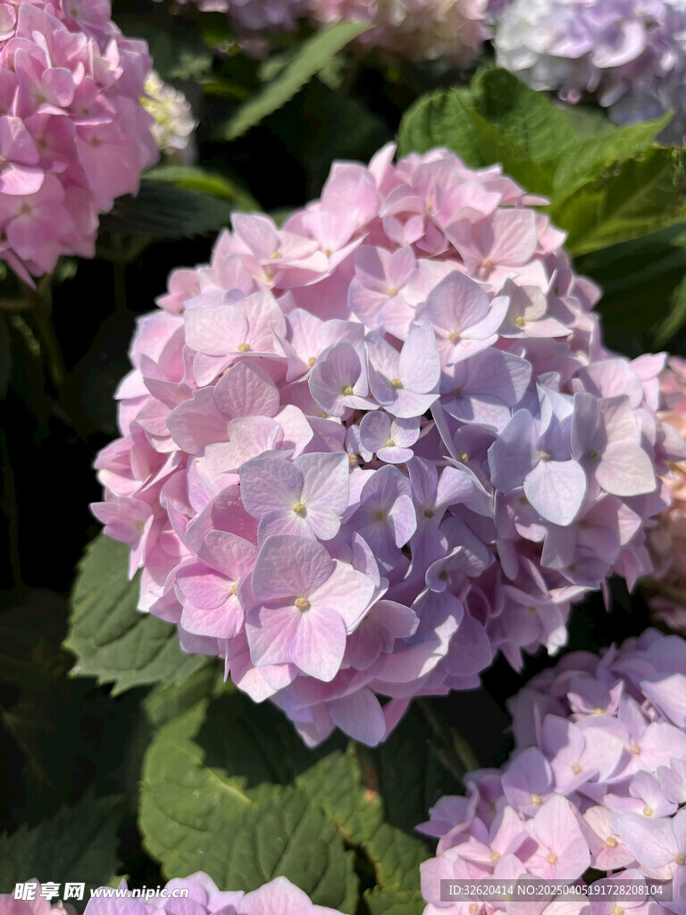 绣球花 