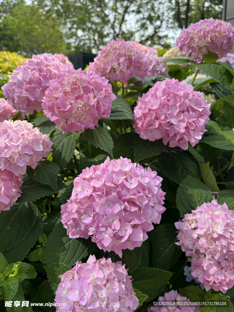 绣球花 