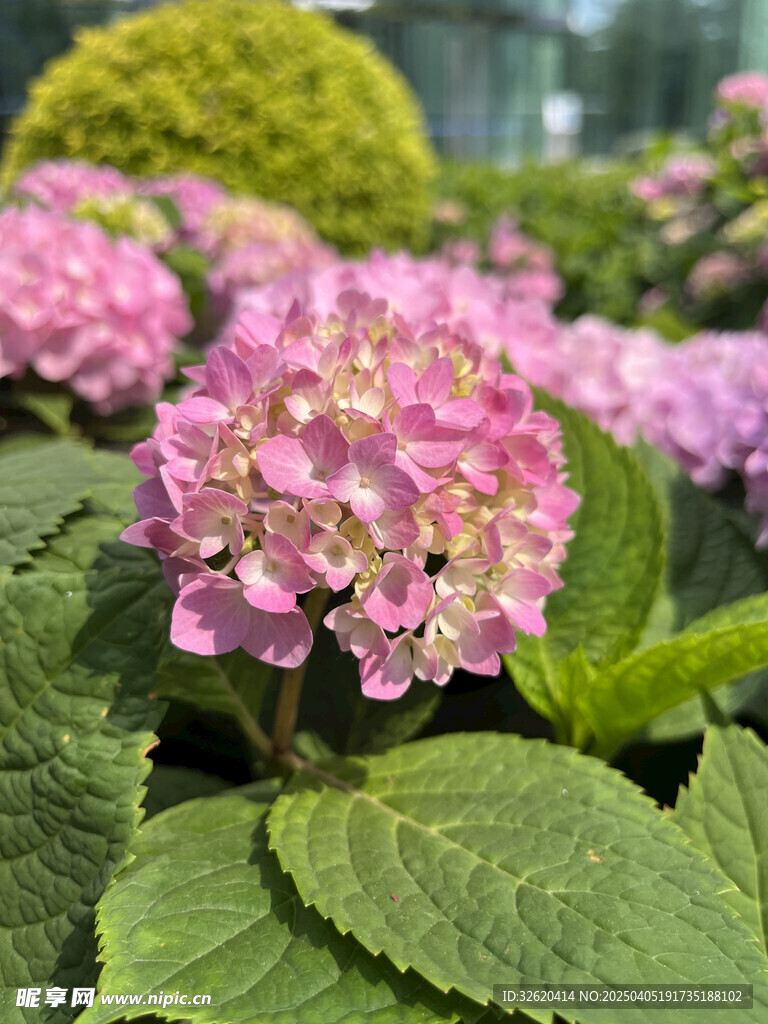 绣球花 