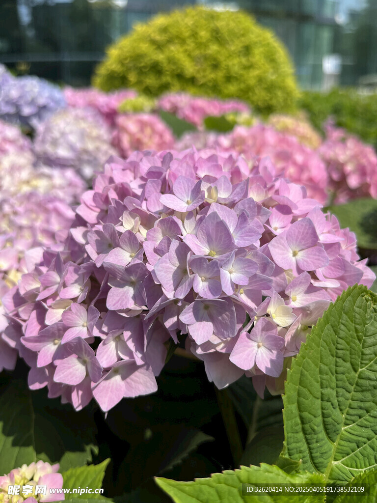 绣球花 