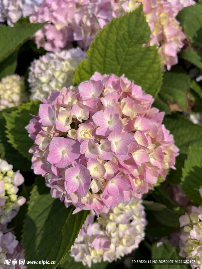 绣球花 
