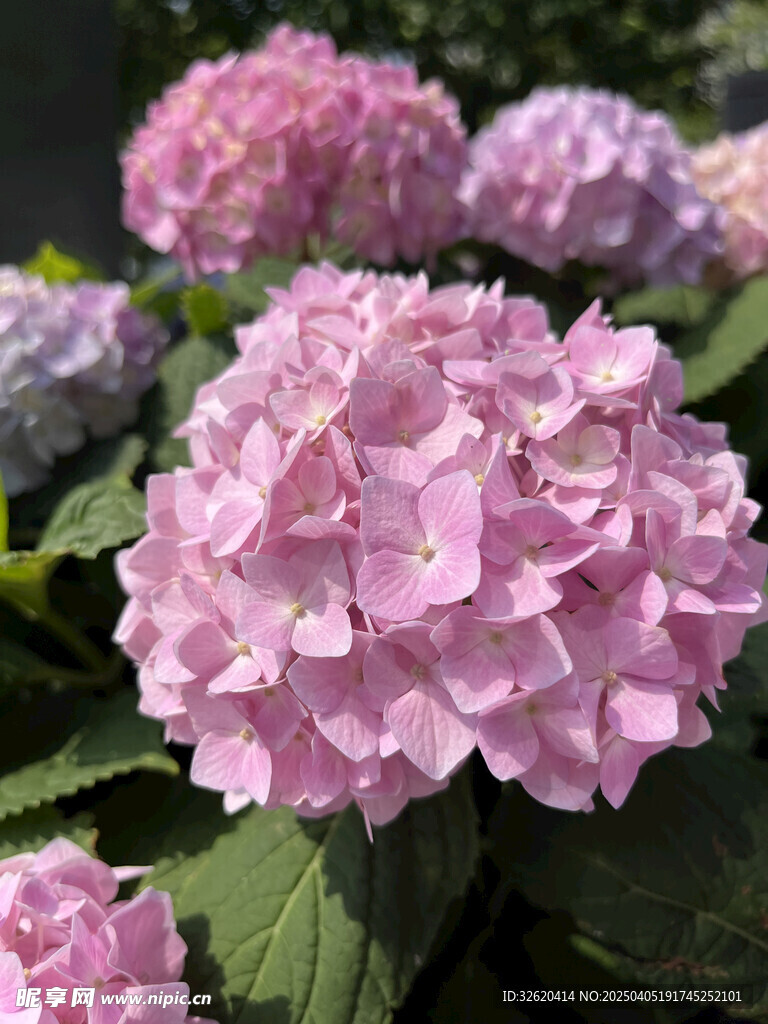 绣球花 