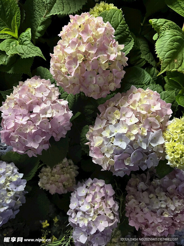 绣球花 