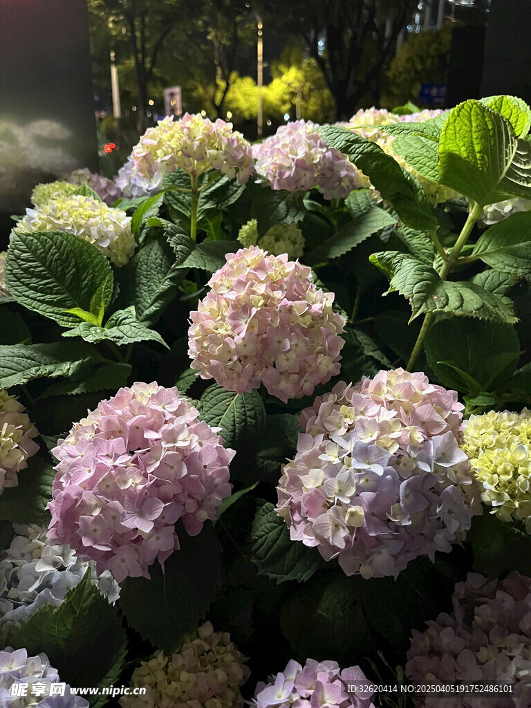 绣球花 