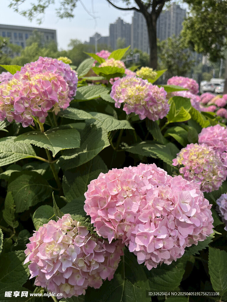 绣球花 