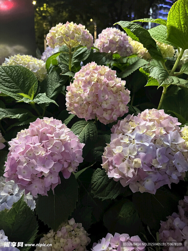 绣球花 