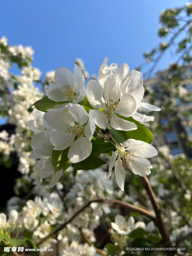 海棠花