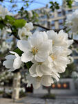 海棠花