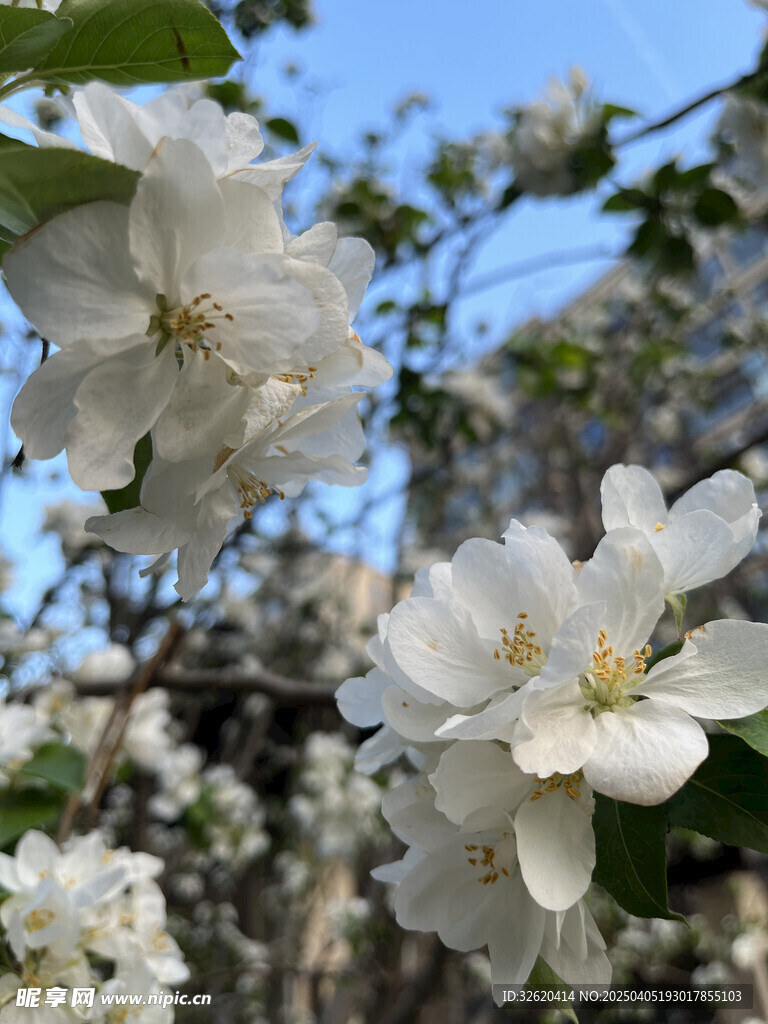 海棠花