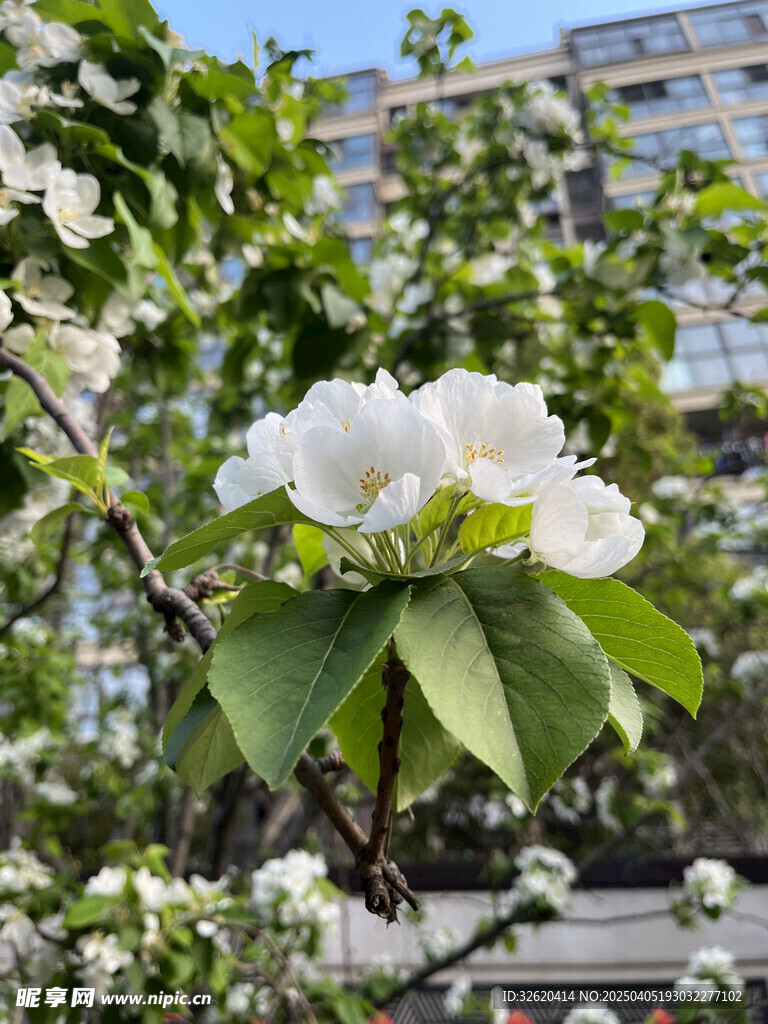 海棠花