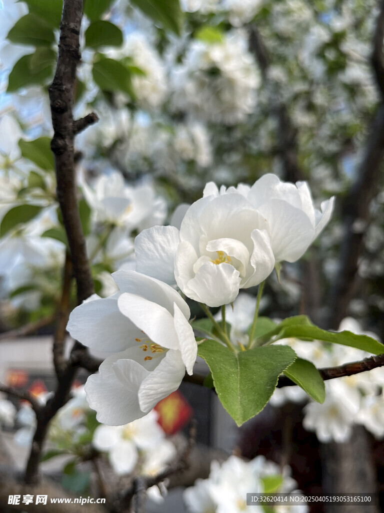 海棠花