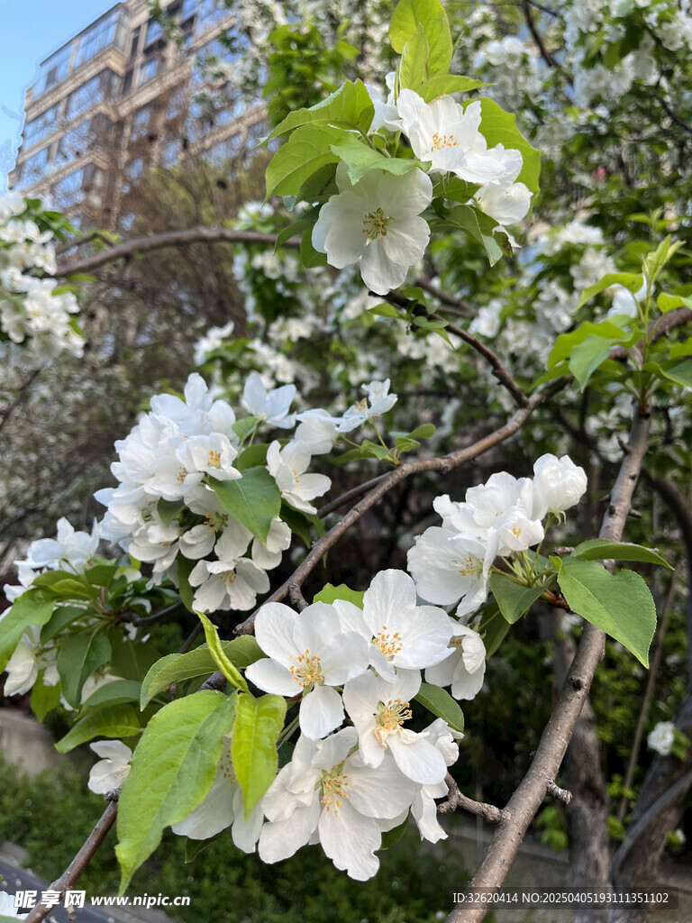 海棠花
